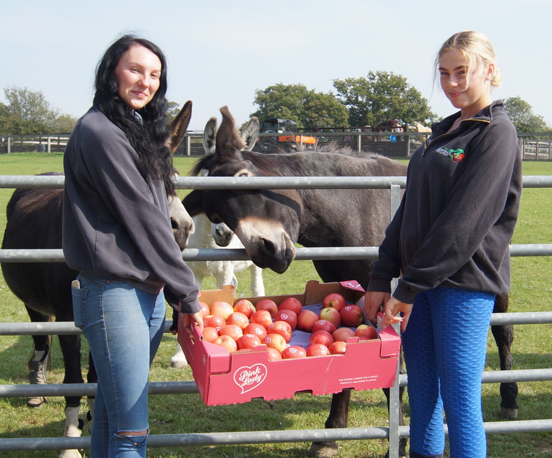 Pink Lady Apple donation with Sam 2 square