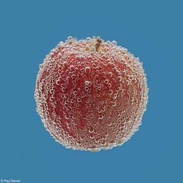 HC Apple Paul Steven Effervescent